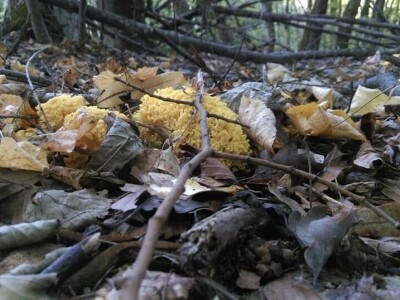 Permakultura Zlatna Jutra