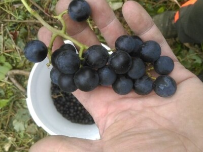 Permakultura Zlatna Jutra