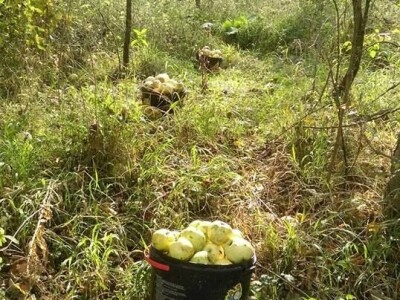 Permakultura Zlatna Jutra