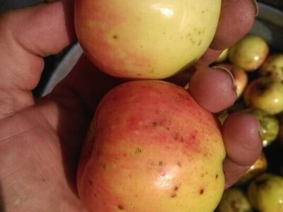 Permakultura Zlatna Jutra