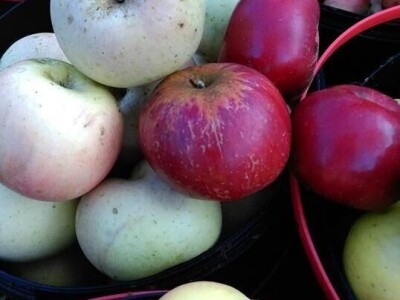 Permakultura Zlatna Jutra