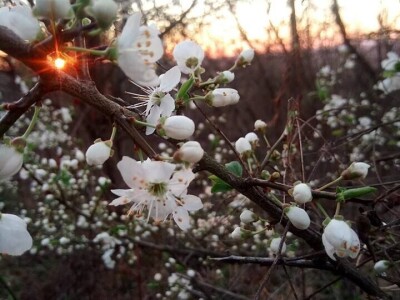 Permakultura Zlatna Jutra