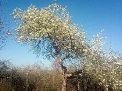 Permakultura Zlatna Jutra