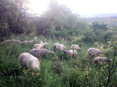 Permakultura Zlatna Jutra