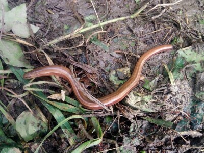 Permakultura Zlatna Jutra