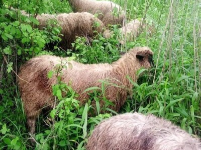 Permakultura Zlatna Jutra