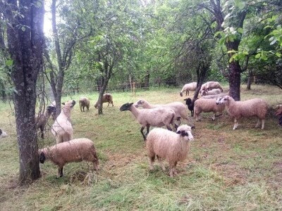 Permakultura Zlatna Jutra