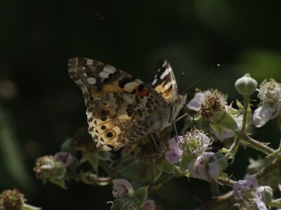 Permakultura Zlatna Jutra