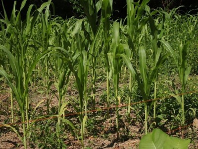 Permakultura Zlatna Jutra