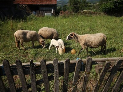 Permakultura Zlatna Jutra