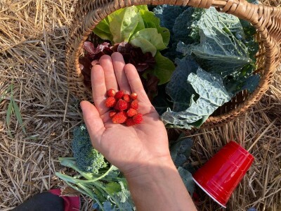 Pero Vojković - permakultura na Visu