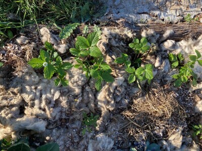 Pero Vojković - permakultura na Visu