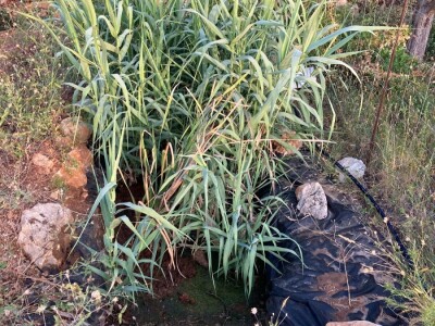 Pero Vojković - permakultura na Visu