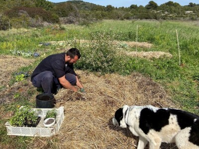 Pero Vojković - permakultura na Visu