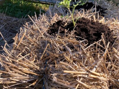 Pero Vojković - permakultura na Visu