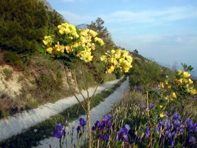 Perunika (iris) na južnim padinama Biokova
