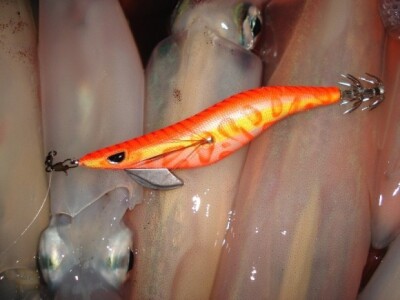 Peškafondo (mamac) i ulovljene lignje