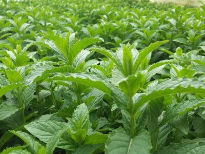 Petar Bugarski - treća generacija poljoprivredih proizvođača u zatvorenom prostoru Petar Bugarski - treća generacija poljoprivredih proizvođača u zatvorenom prostoru