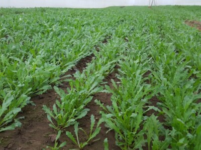 Petar Bugarski - treća generacija poljoprivredih proizvođača u zatvorenom prostoru Petar Bugarski - treća generacija poljoprivredih proizvođača u zatvorenom prostoru