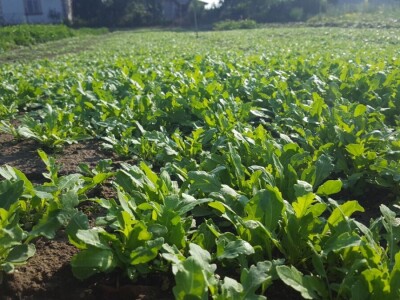 Petar Bugarski - treća generacija poljoprivredih proizvođača u zatvorenom prostoru Petar Bugarski - treća generacija poljoprivredih proizvođača u zatvorenom prostoru