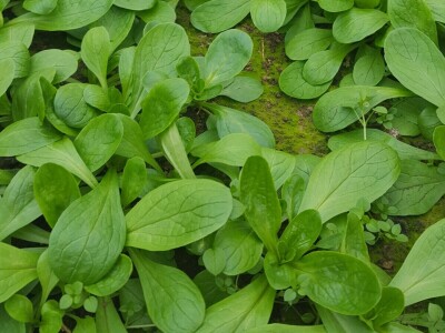 Petar Bugarski - treća generacija poljoprivredih proizvođača u zatvorenom prostoru Petar Bugarski - treća generacija poljoprivredih proizvođača u zatvorenom prostoru