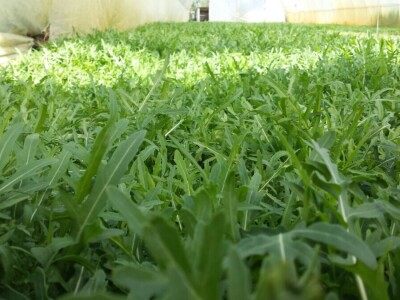 Petar Bugarski - treća generacija poljoprivredih proizvođača u zatvorenom prostoru Petar Bugarski - treća generacija poljoprivredih proizvođača u zatvorenom prostoru