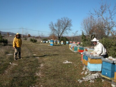 Pčelar Petar Čokolić u svom pčelinjaku u okruženju drače, smriča, kadulje...