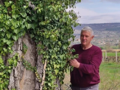 Petar Mustapić "ubojica" bršljana