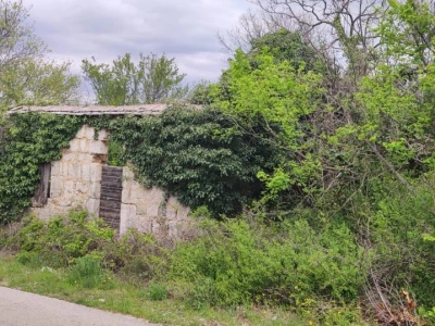 Petar Mustapić "ubojica" bršljana