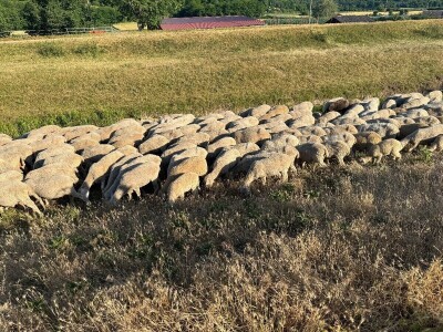 Petar Ognjenović, jedan od posljednjih baranjskih uzgajivača ovaca