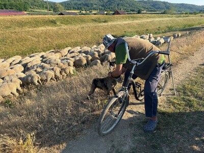 Petar Ognjenović, jedan od posljednjih baranjskih uzgajivača ovaca