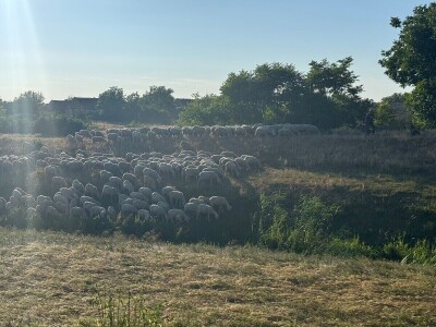Petar Ognjenović, jedan od posljednjih baranjskih uzgajivača ovaca