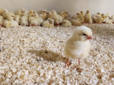 Petrinja Chicken Company