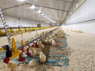 Petrinja Chicken Company