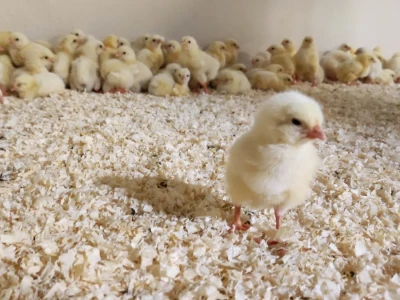 Petrinja Chicken Company