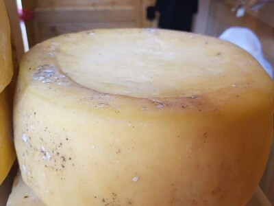 Petrovački sir - tajna za dugovječnost Petrovački sir - tajna za dugovječnost