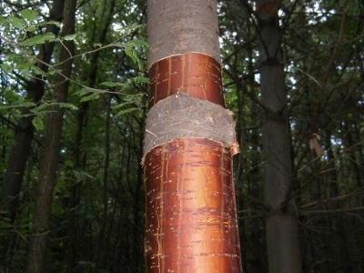 Petrovdanske lile - običaj zbog koga stradaju divlje trešnje