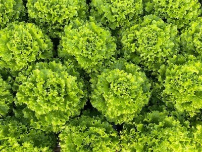 Bejo Zaden sorte salata