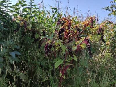 Phytolacca americana L. Phytolacca americana L.