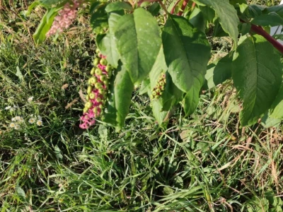 Phytolacca americana L.