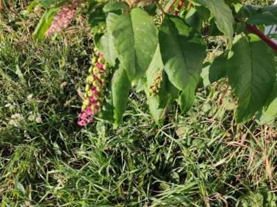 Phytolacca americana L. Phytolacca americana L.