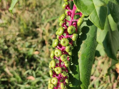 Phytolacca americana L. Phytolacca americana L.