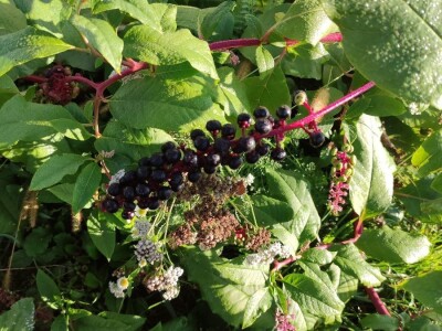 Phytolacca americana L. Phytolacca americana L.