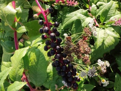 Phytolacca americana L. Phytolacca americana L.