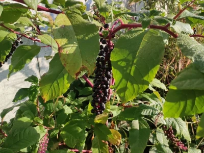 Phytolacca americana L.