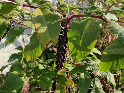 Phytolacca americana L. Phytolacca americana L.