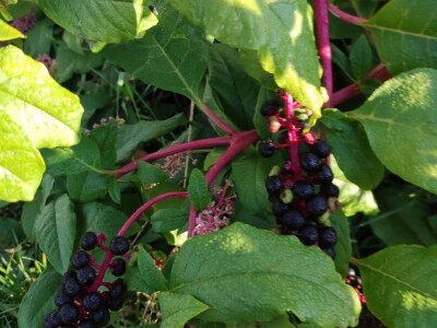 Phytolacca americana L. Phytolacca americana L.