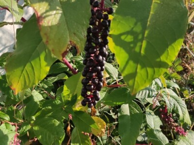 Phytolacca americana L. Phytolacca americana L.