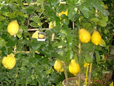 Za sajam cvijeća Ortogiardino interesa ne nedostaje