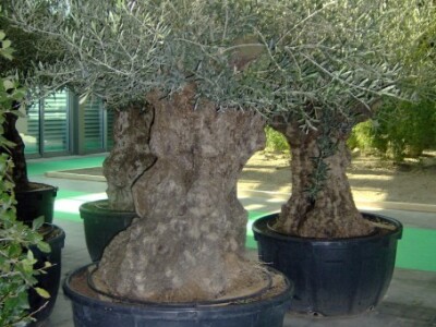 Za sajam cvijeća Ortogiardino interesa ne nedostaje